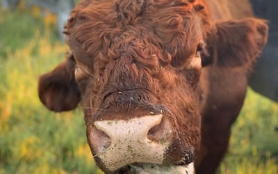 Cattle Breeds Matter